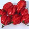 habanero79