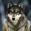 silverwolf6625