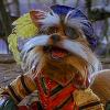 Sir_Didymus